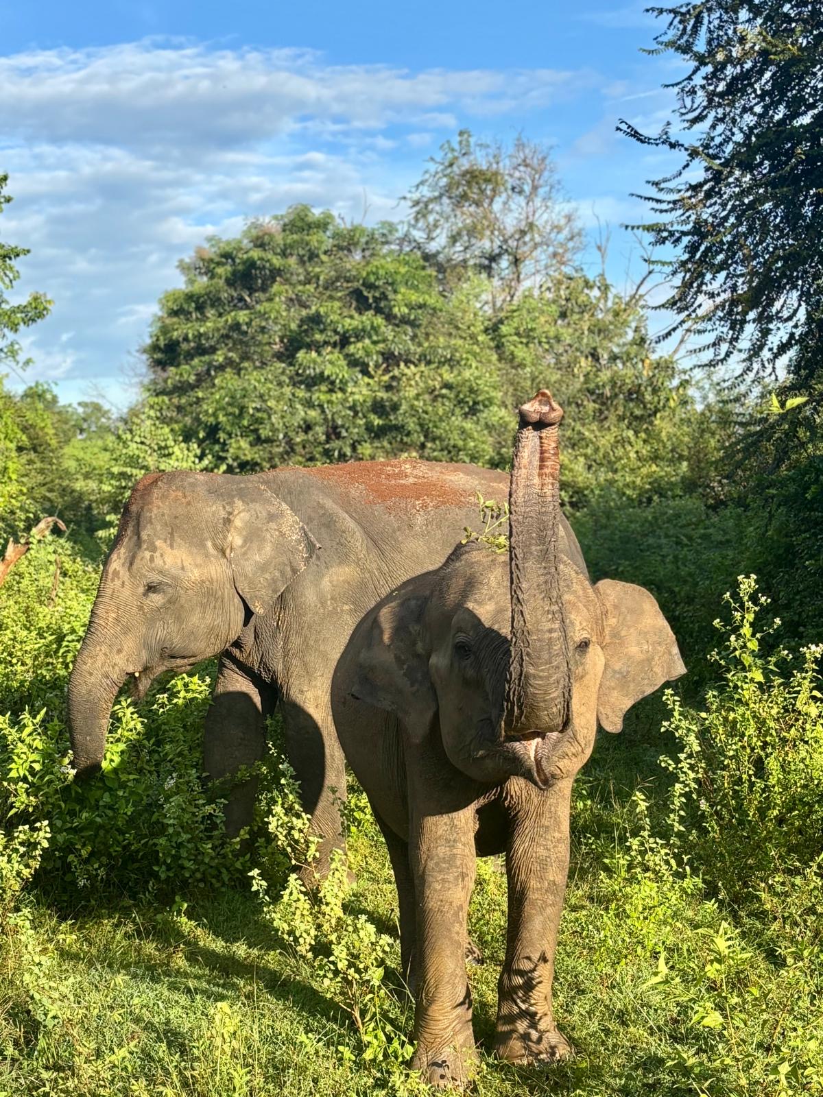 Elephants in natural habitat
